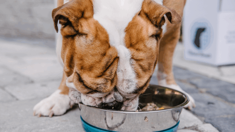 Two dogs eating fresh food
